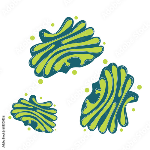 Golgi apparatus structure. Vector Illustration