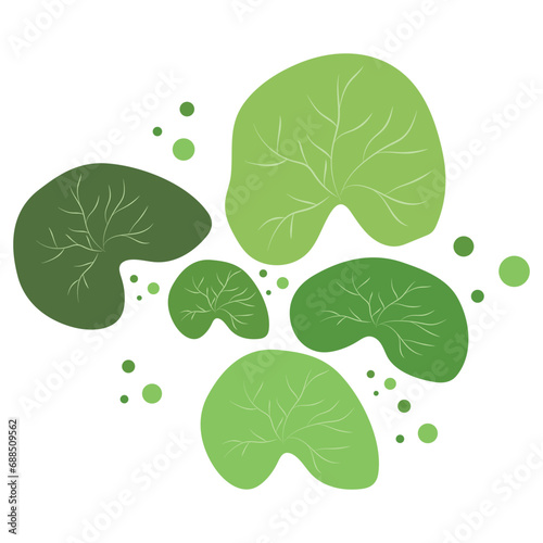 Hand-drawn illustration of gotu kola or Centella asiatica