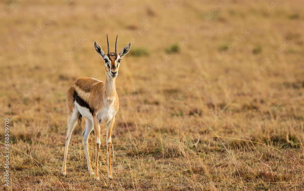 Gazelle in Masai Mara looking into the camera. Gazelle in Masai Mara looking into the camera.