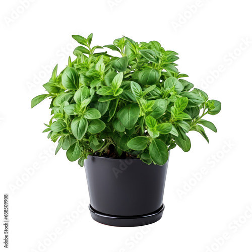 Black Pot with Oregano Plant Isolated on Transparent or White Background, PNG