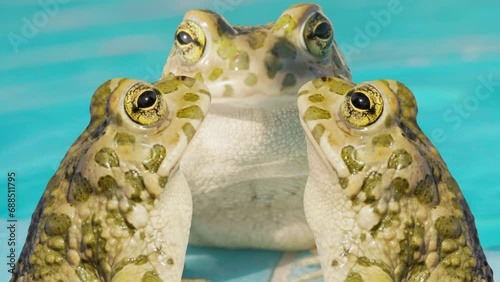 toad with clouds  photo