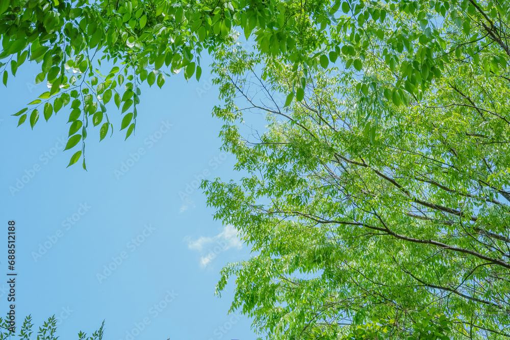 a green tree in the summer forest a green tree in the summer forest