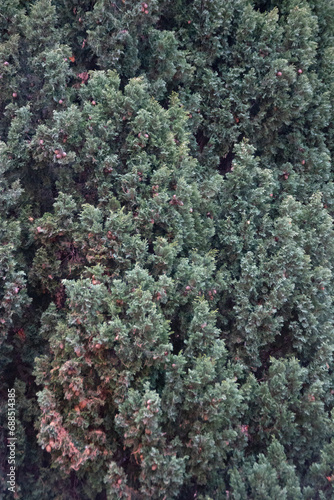 green moss on the tree