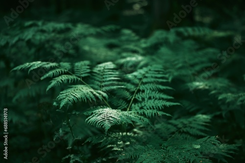 Beautiful ferns leave green foliage. Close-up of a beautiful growing fern in the forest. Natural floral fern background in the woods