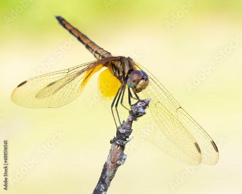 Globe skimmer resting on a twig © arjacee