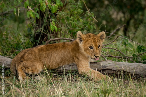 a young lion cub sitting in the grass next to