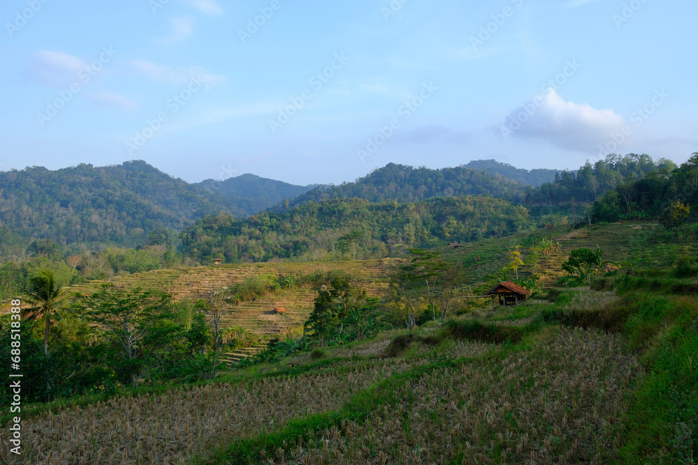 a view of dry rice fields during the dry season and very blue clouds 