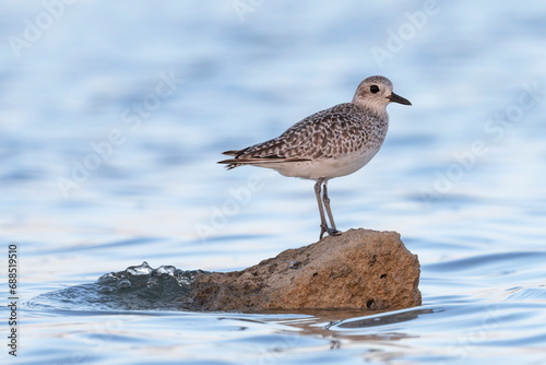 Grey Plover and the blue ocean