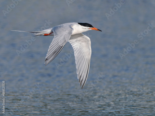 Roseate tern flying over the ocean