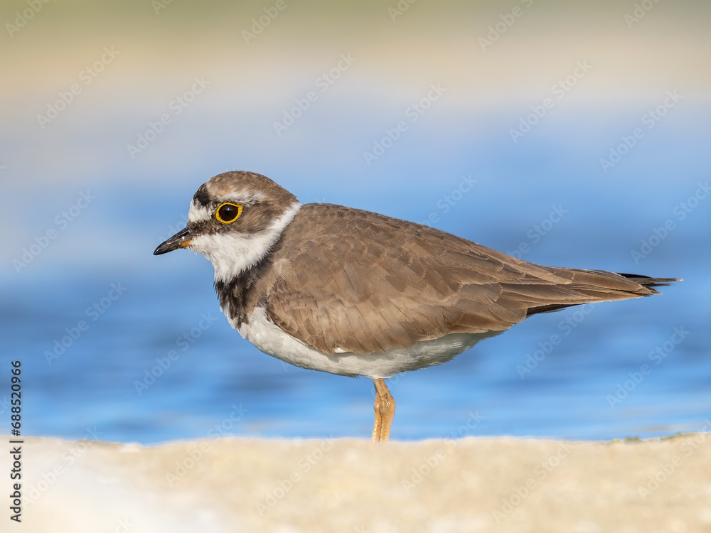 Little ringed plover poses on the shore