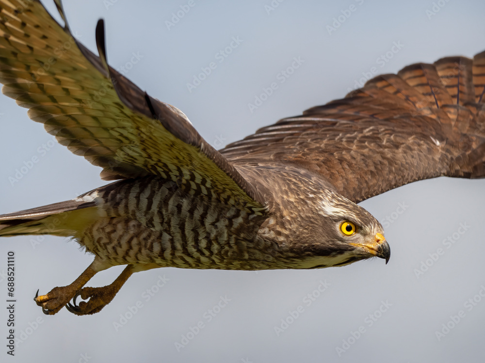 Fototapeta premium Grey-faced buzzard in flight 