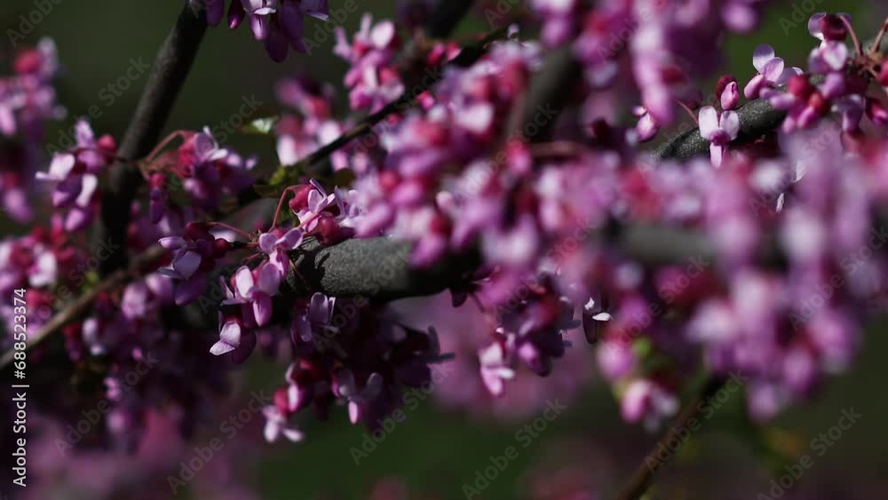 The video portrays the magnificent blossoming of the Judas tree (Cercis siliquastrum). Its branches adorned with clusters of vibrant pink or purple flowers. Legumes - Fabaceae.