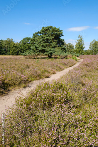 Weg durch die blühende Heidelandschaft, Westruper Heide, Münsterland, Haltern am See, Nordrhein-Westfalen, Deutschland, Europa