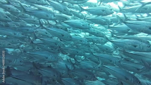 A school of fish in the ocean. A huge school of jackfish is circling in the water. photo