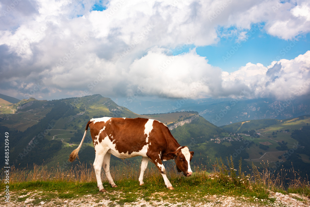 Brown cow on a mountain pasture in summer
