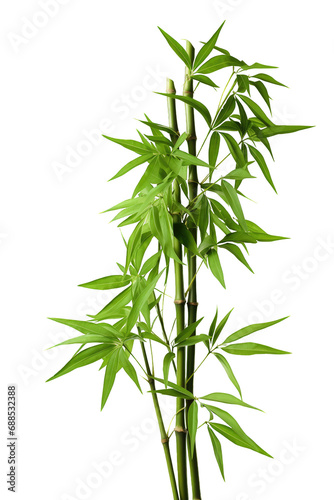 Natural bamboo cane with leaves isolated on cutout PNG transparent background