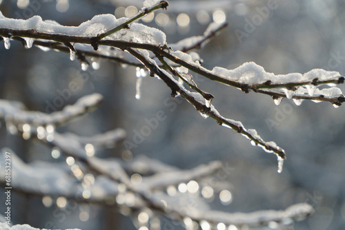branches covered with snow