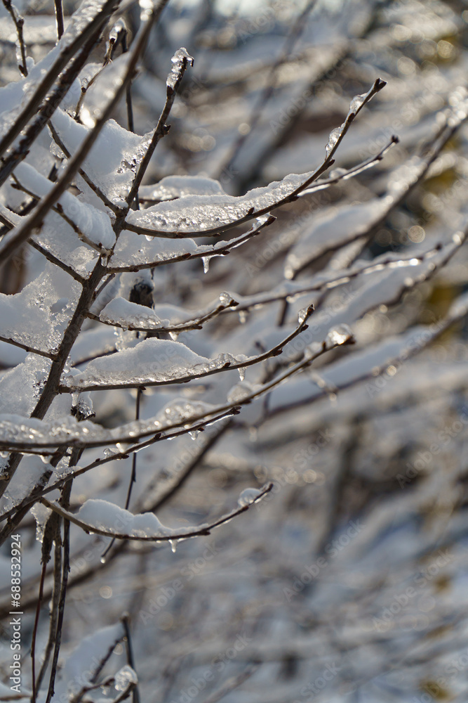 snow covered branches snow covered branches