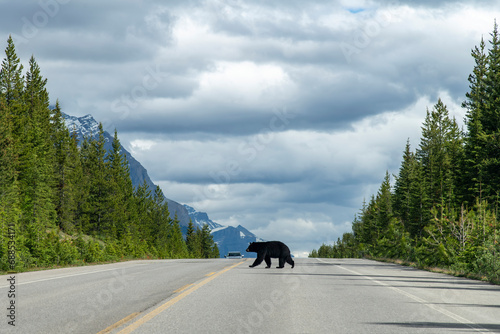 View over the length of the road of the Icefields Parkway, Alberta, Canada, a black bear in the middle crossing to the other side; in distance car approaching on other side photo