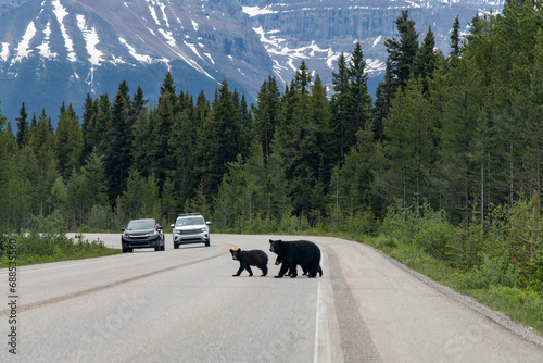View over the road of the Icefields Parkway, Alberta, Canada, with a black bear and two cubs in the middle crossing to the other side; in distance cars approaching on other side photo