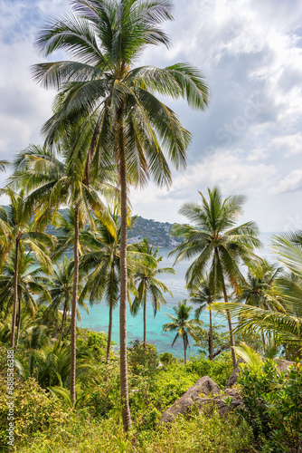 Tropical vertical landscape with palms trees and view on turquoise sea water from the landscaped place in jungle of Koh Tao island in Thailand