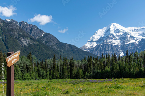 Foto Low angle view of meadow with wildflowers like purple lupine with in background