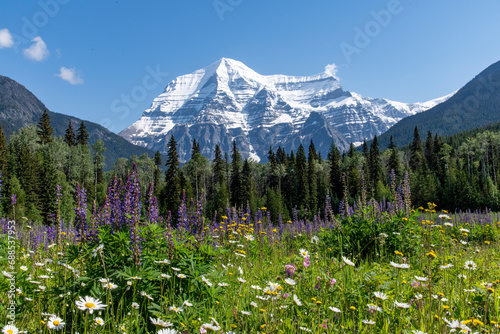 Low angle view of various wildflowers like purple lupine (Lupinus polyphyllus) in meadow with in background snowcapped Mount Robson against a clear blue sky in Mt Robson Provincial park, BC, Canada