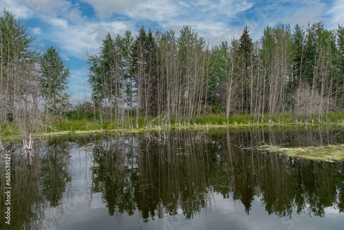 View over Astotin Lake in Elk Island National Park, AB, Canada, with a reflection of the trees lined along the shoreline of the lake in the tranquil water