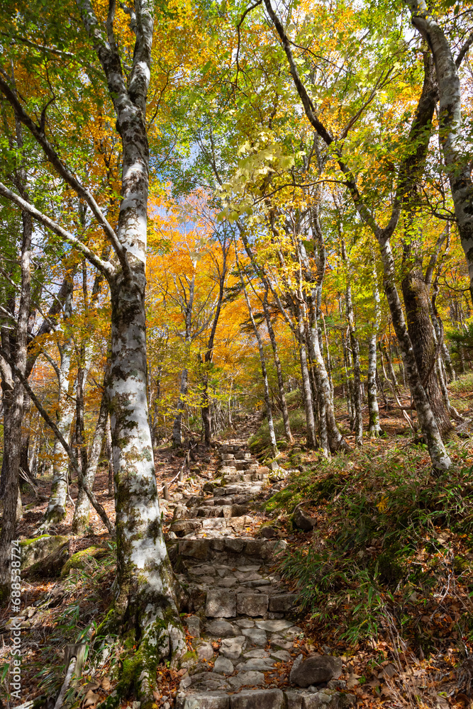 大台ヶ原の美しい紅葉　奈良県