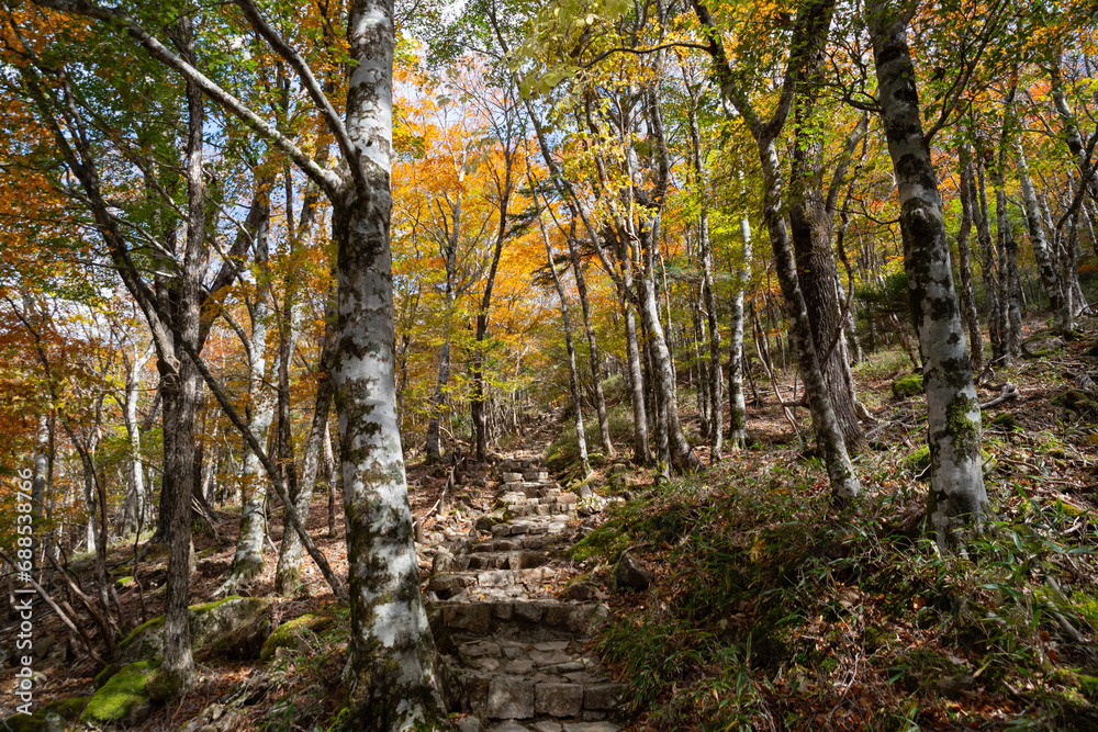 大台ヶ原の美しい紅葉 奈良県 大台ヶ原の美しい紅葉 奈良県