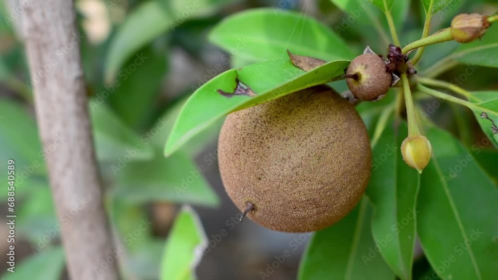 fresh sapodilla fruit on the tree, chickoo fruit. Sapodilla is tropical fruit evergreen tree and sweet taste fruit fresh sapodilla fruit on the tree, chickoo fruit. Sapodilla is tropical fruit evergreen tree and sweet taste fruit