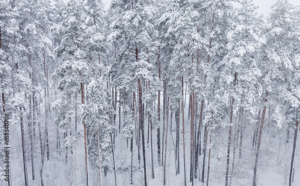 Fototapeta premium pine trees covered with snow