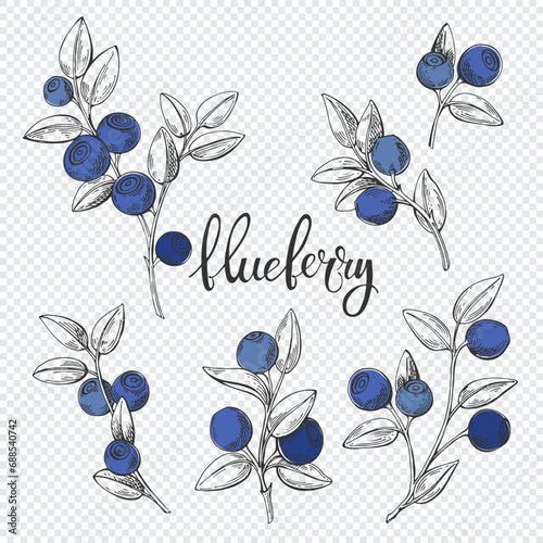 Blueberry,  twigs with blue berries. Isolated berry branch sketch. Vector illustration. Detailed hand drawn food. Great for label, poster, print.