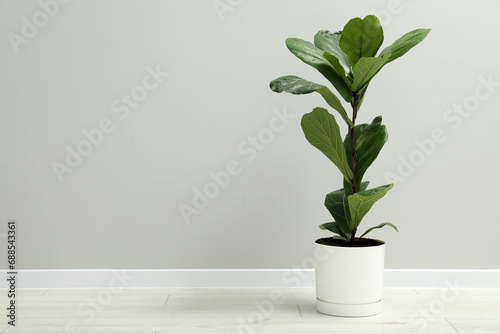 Fiddle Fig or Ficus Lyrata plant with green leaves near light grey wall indoors. Space for text