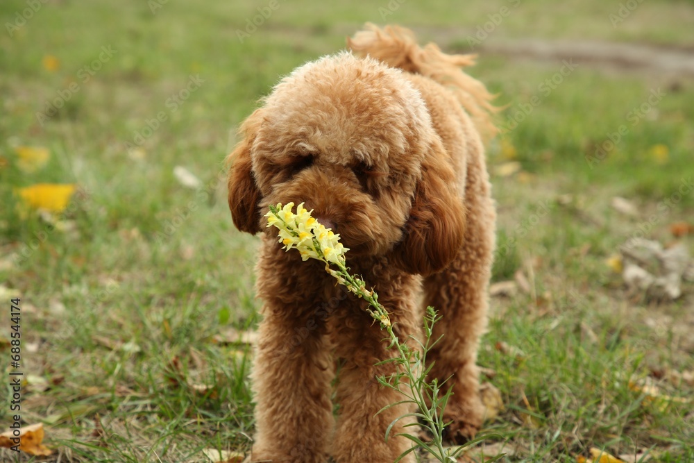 Cute fluffy dog sniffing beautiful flower outdoors