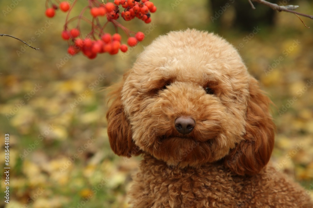 Cute fluffy dog in autumn park, closeup view
