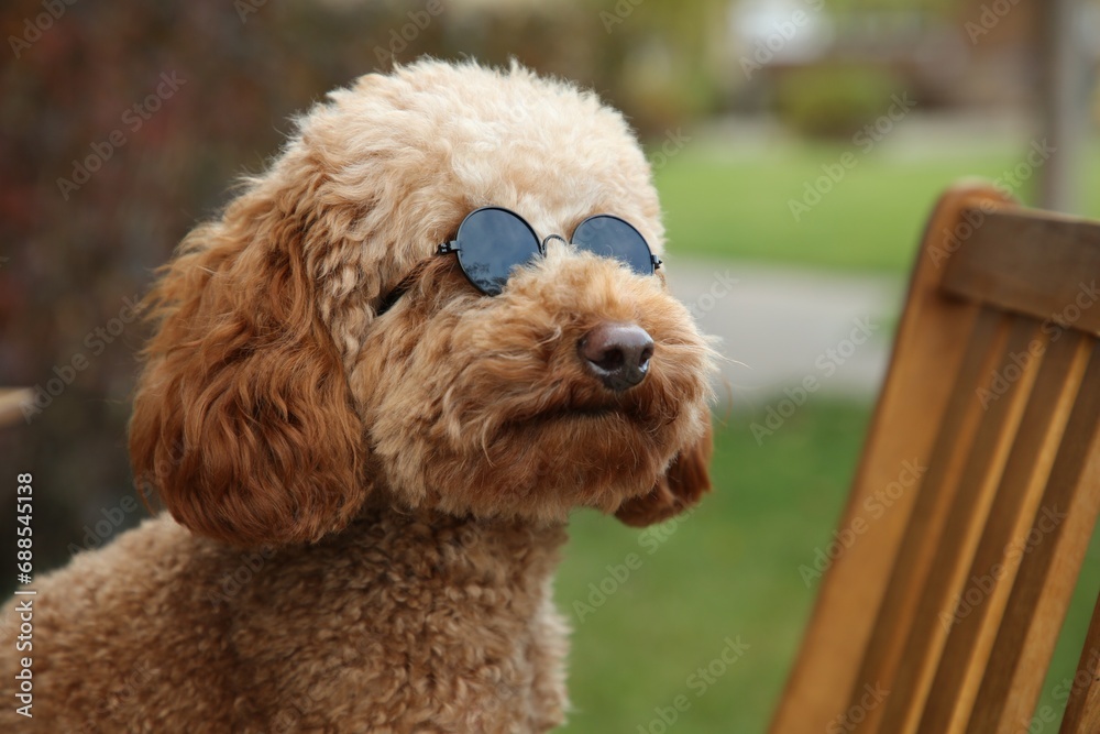 Cute fluffy dog in sunglasses on blurred background Cute fluffy dog in sunglasses on blurred background