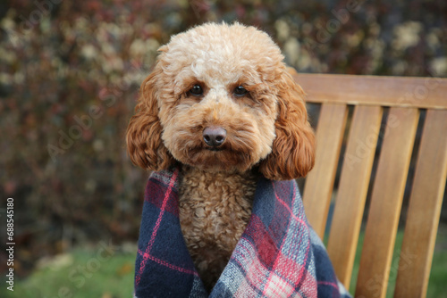 Cute fluffy dog wrapped in blanket on chair outdoors © New Africa