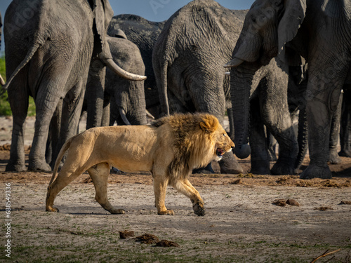 Photography Male lion parading around elephants in Savuti, Botswana