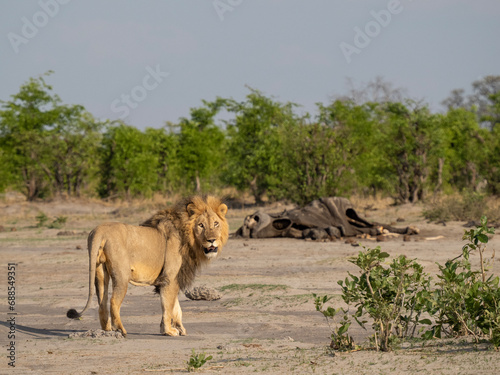 Photography Male lion parading around elephants in Savuti, Botswana