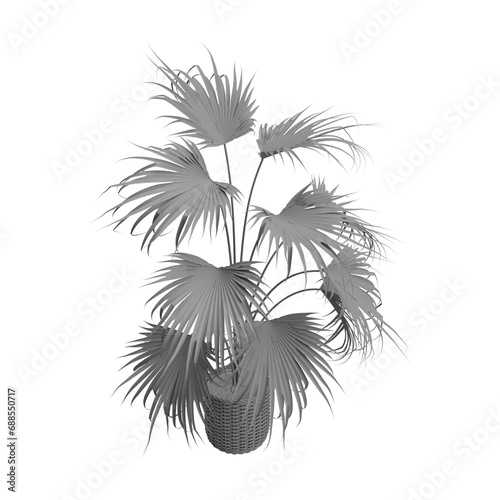 plant isolated on white
