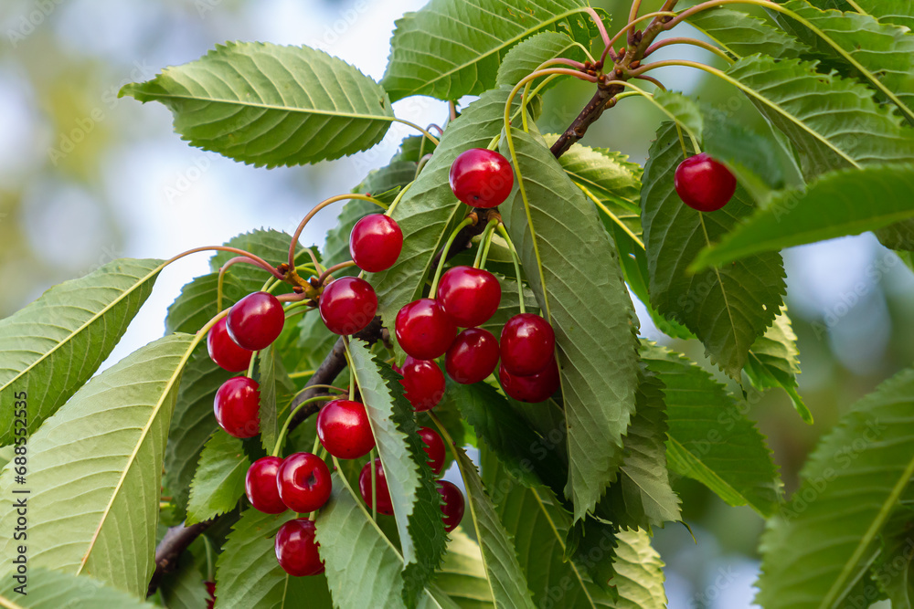 Cherry tree branch with ripe large fruits