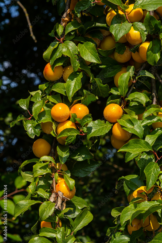 Ripe plums on green branches in the garden. A few fresh juicy round red plum berries with leaves on a tree branch under the soft sunlight. Ripe plums on green branches in the garden