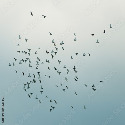 flock of birds in the sky © bykot