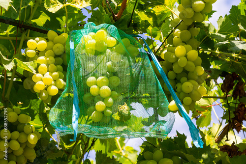Quadro em tela fresh bunch of white grapes on the field