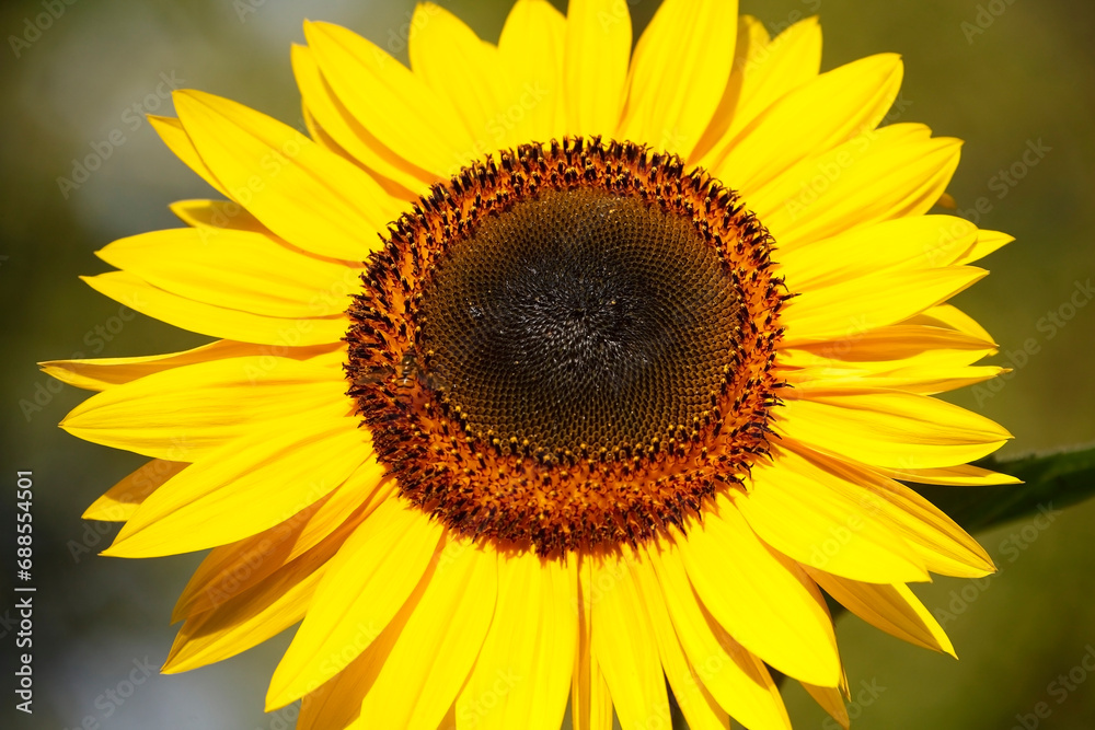 Sonnenblume, Blume, Blüte, Deutschland, Europa Sonnenblume, Blume, Blüte, Deutschland, Europa