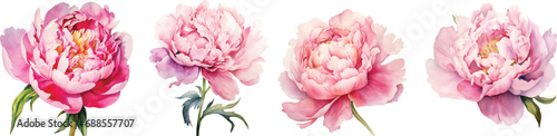 Watercolor pink peony large beautiful flowers print poster vector illustration wedding engagement design, generative AI