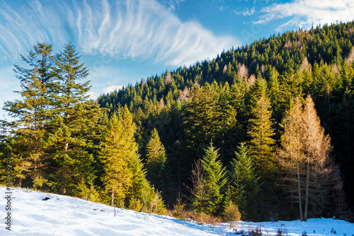 mountainous nature landscape in winter. forest on a snow covered hill. frosty sunny day