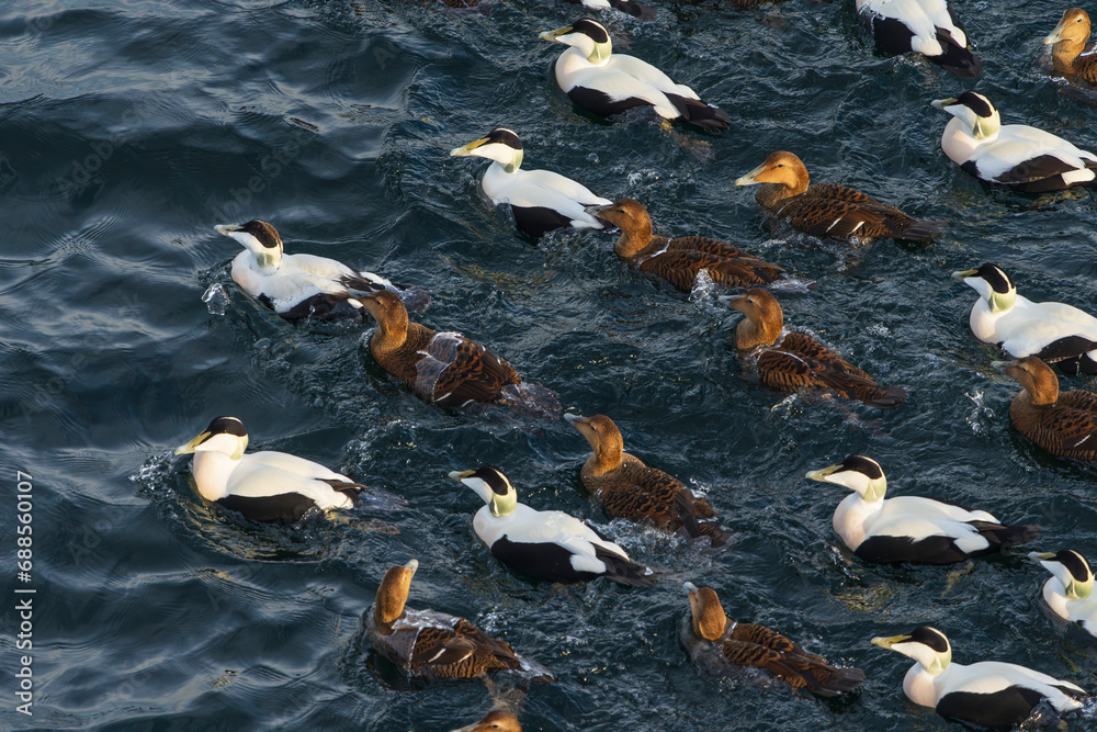 Obraz premium Common eider (Somateria mollissima)