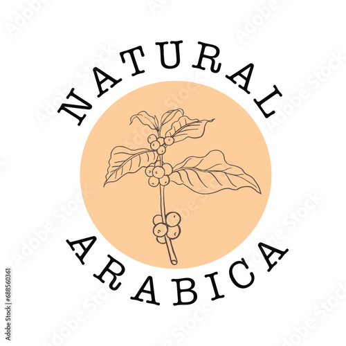 logo design template of coffee tree on sketch ink drawing for label packaging, sticker, poster, promotion, banner, t-shirt, tote bag, stamp.